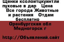 Щенки ксолоитцкуинтли пуховые в дар › Цена ­ 1 - Все города Животные и растения » Отдам бесплатно   . Оренбургская обл.,Медногорск г.